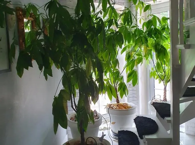 Santa Monica * Morzyczyn (West Pomeranian)